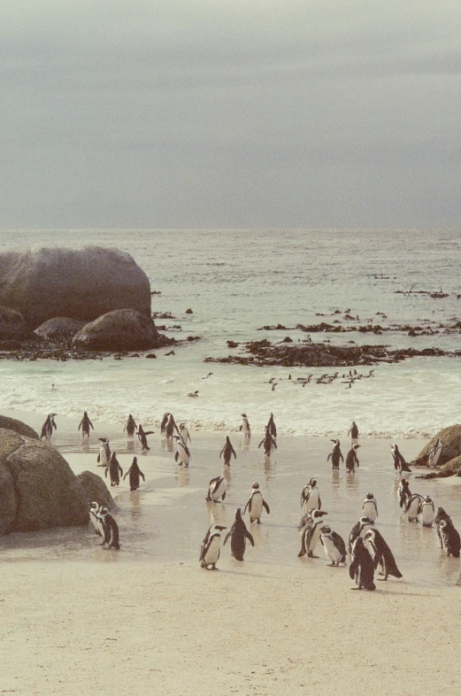 a large group of penguins gather together on the beach