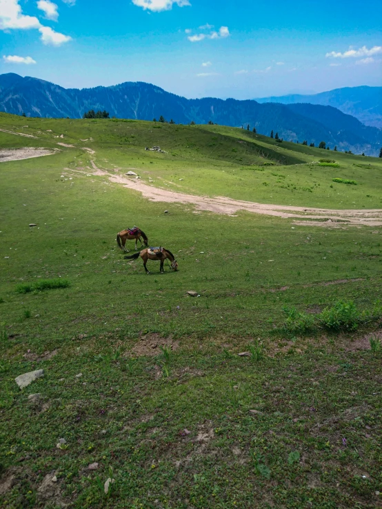 two horses grazing in the open meadow on top of a hill