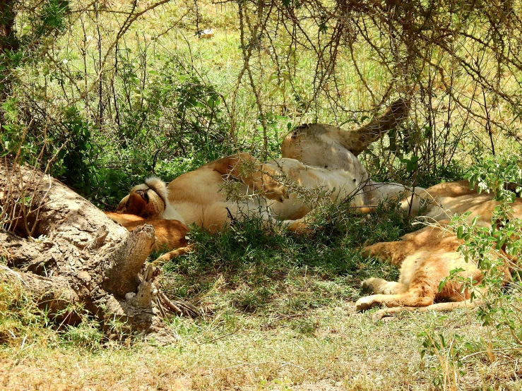 two lions relaxing in a wooded forest area