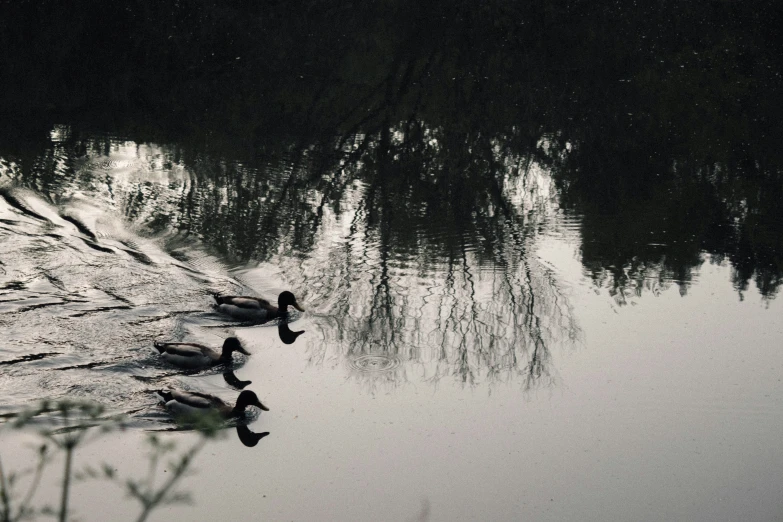 a group of ducks swimming in a pond on a cloudy day