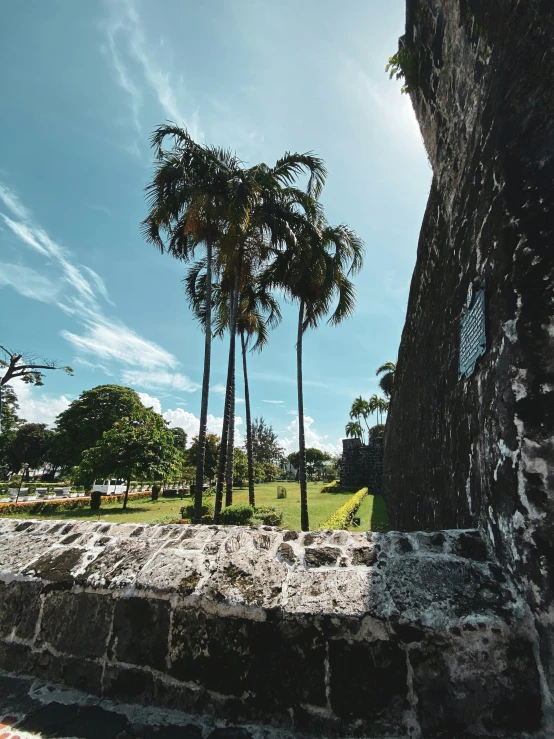 palm trees are growing on the top of some rocks