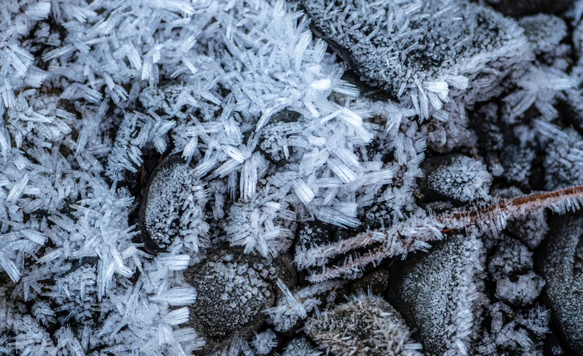 many frosted plants are seen in the background