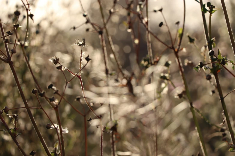 closeup view of some white flowers in the woods