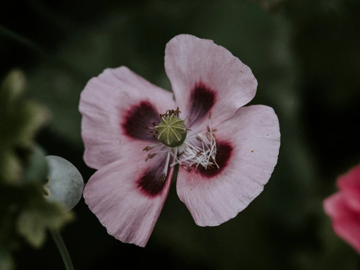 a large pink flower with a white stamen around its center