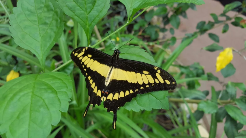 the large erfly is sitting on a green leaf