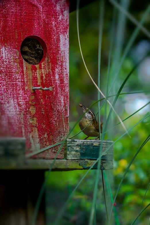 a small bird is inside of a red bird house