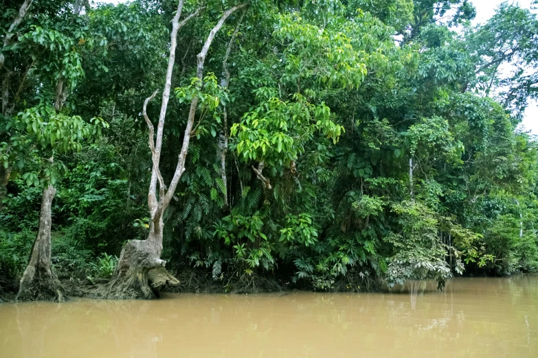 elephants standing at the edge of the forest in brown water