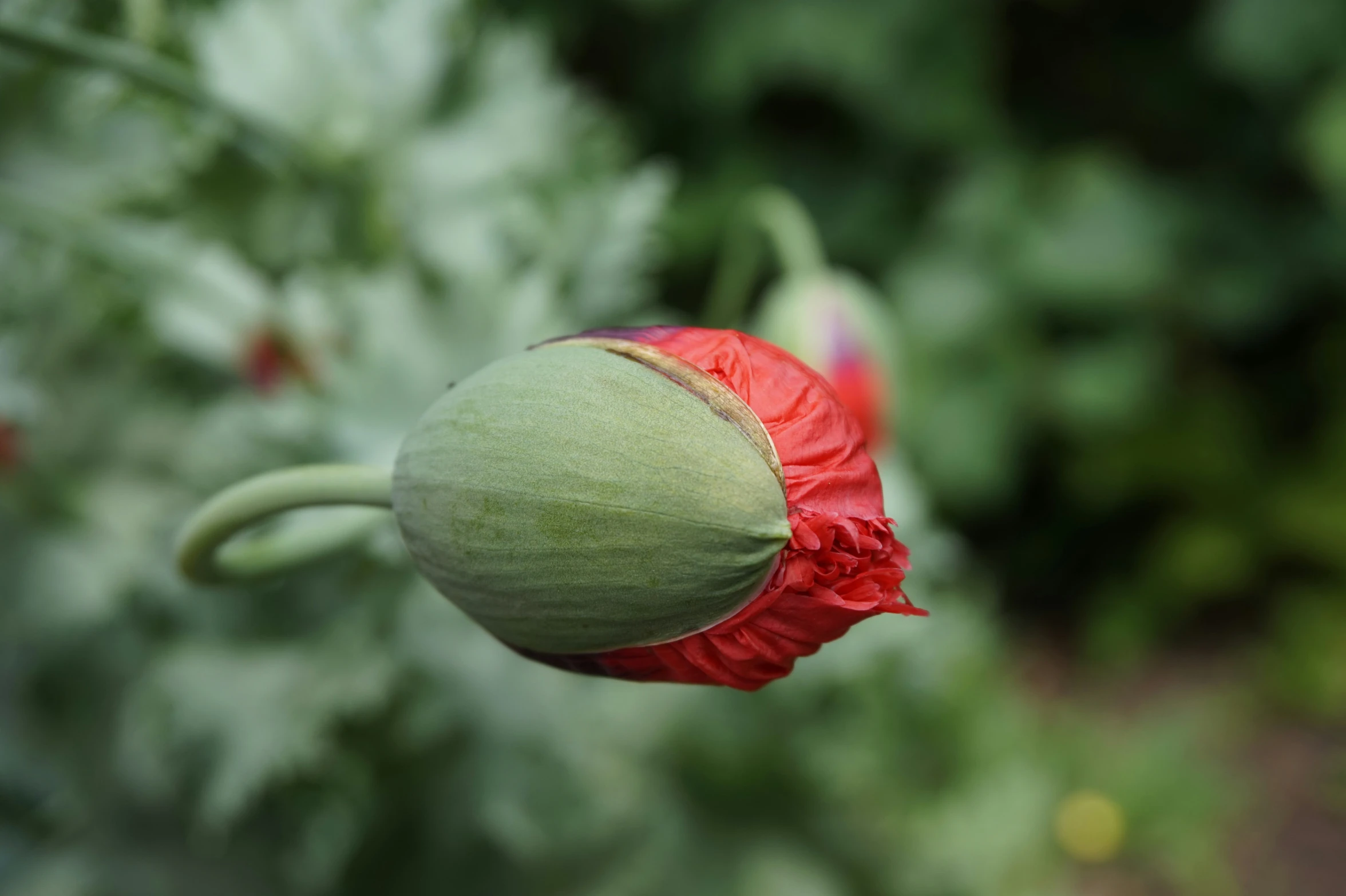 a close - up s of a red and green flower