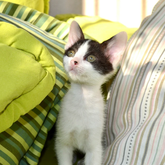 a little black and white cat standing up against pillows