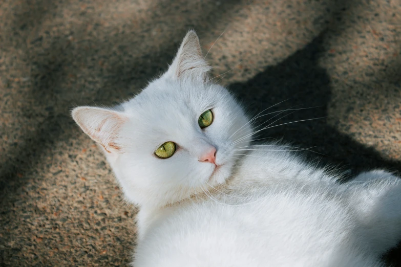 a white cat sitting in a circle on the ground