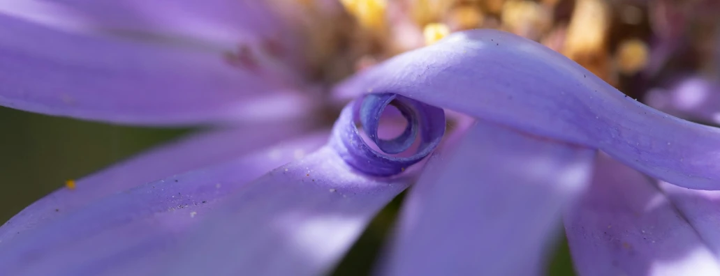 an extremely purple flower with a very thin center