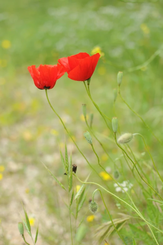 two red flowers on green grassy area