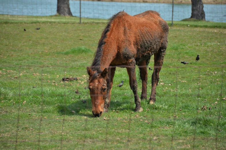 a horse grazing in the green grass near a water