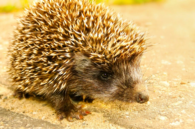 an animal walking along the sidewalk during the day