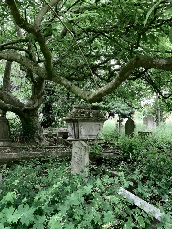 a tree over looks a graveyard with many headstones in a green forest