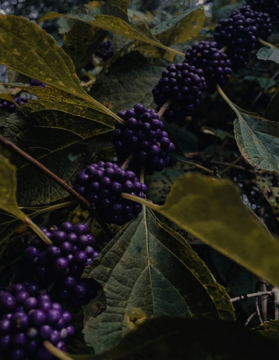 an image of berries growing on trees