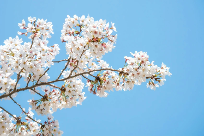 white blossoms against a blue sky in spring