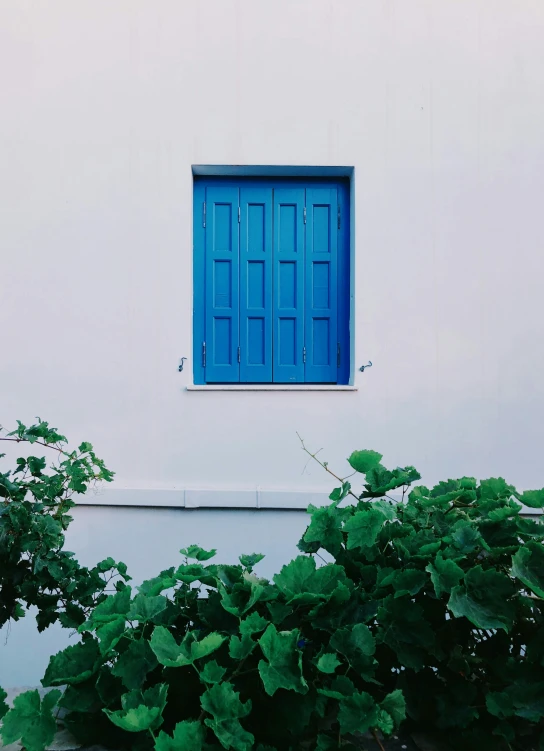 a white wall with blue door and plant