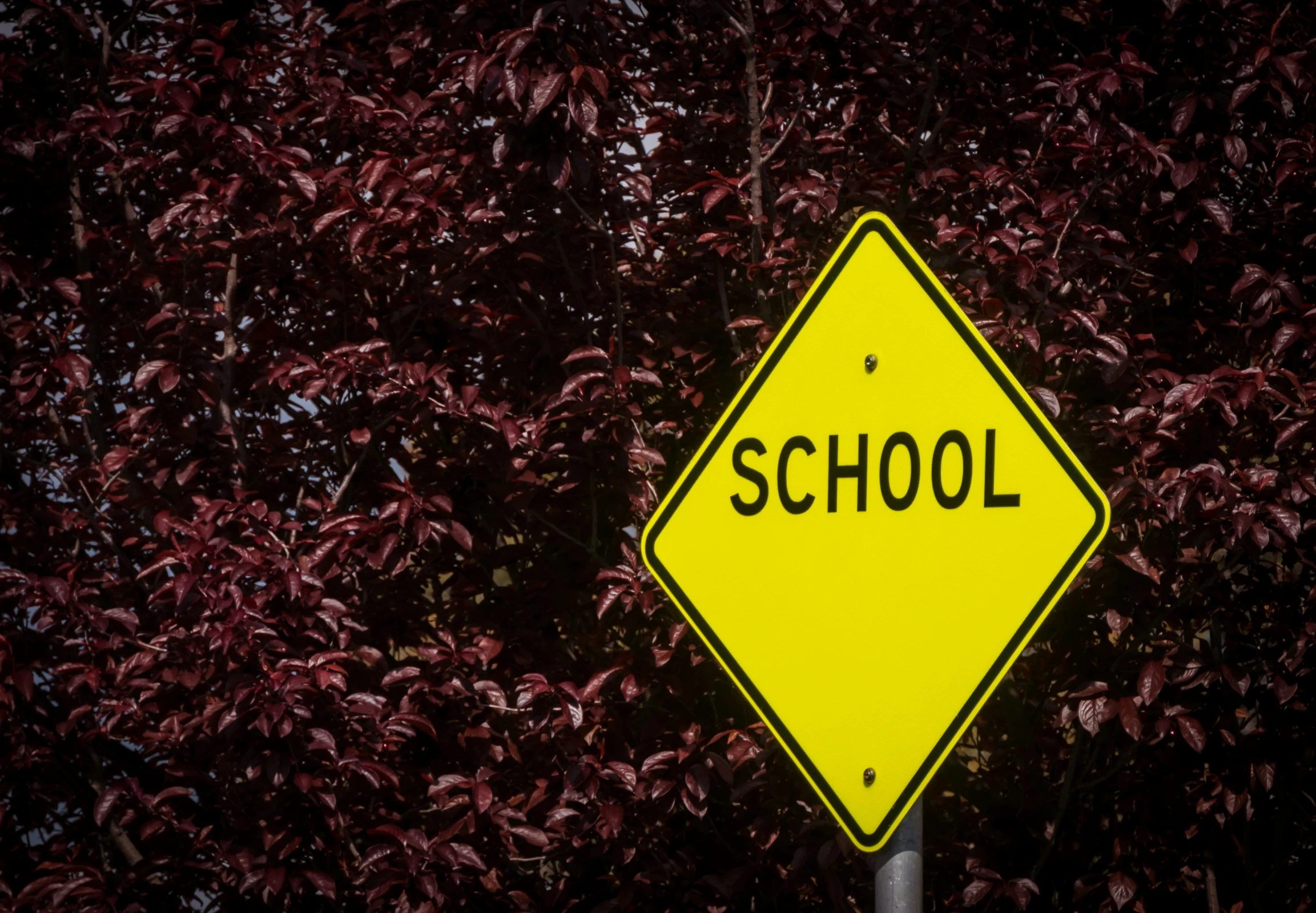 a yellow school sign is next to a tree