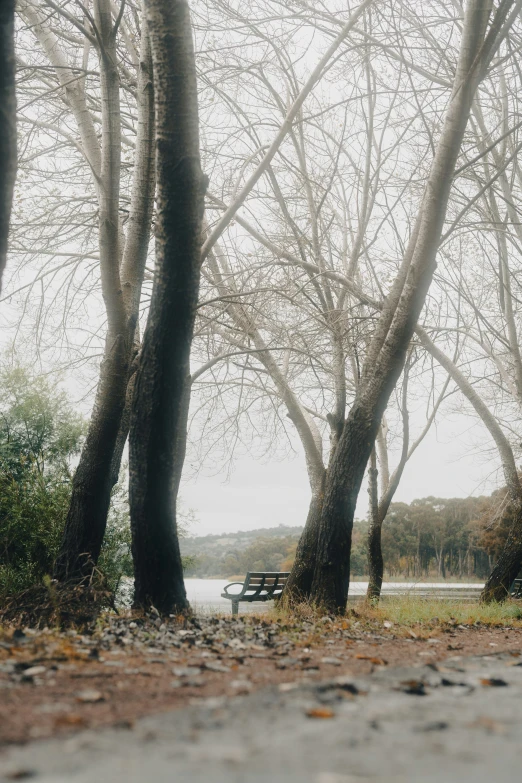 a park bench near some trees with the water in the background