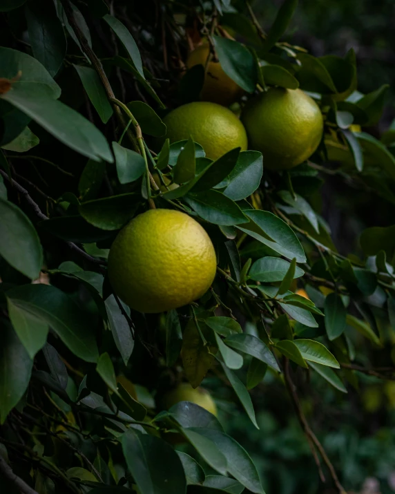 citrus trees are ripe and green in color