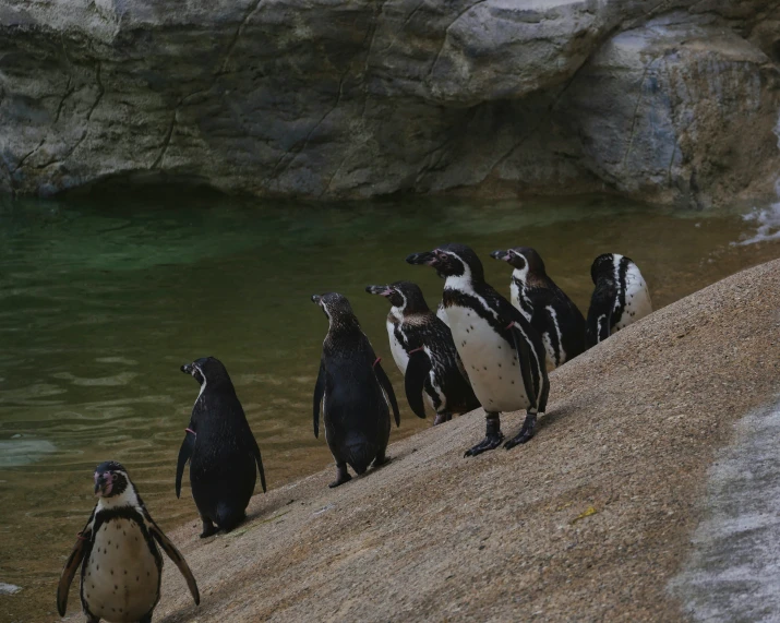 several penguins standing together on the edge of a lake