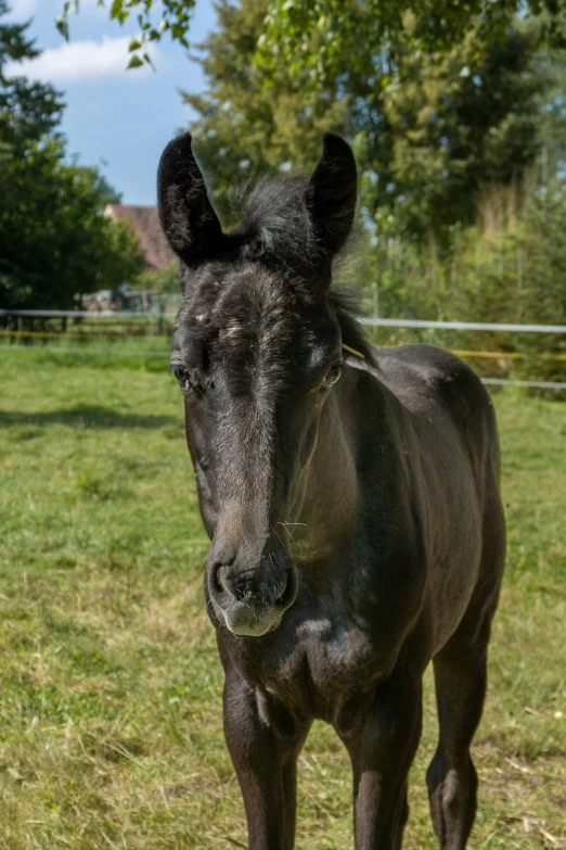 a horse is standing in a field near a fence