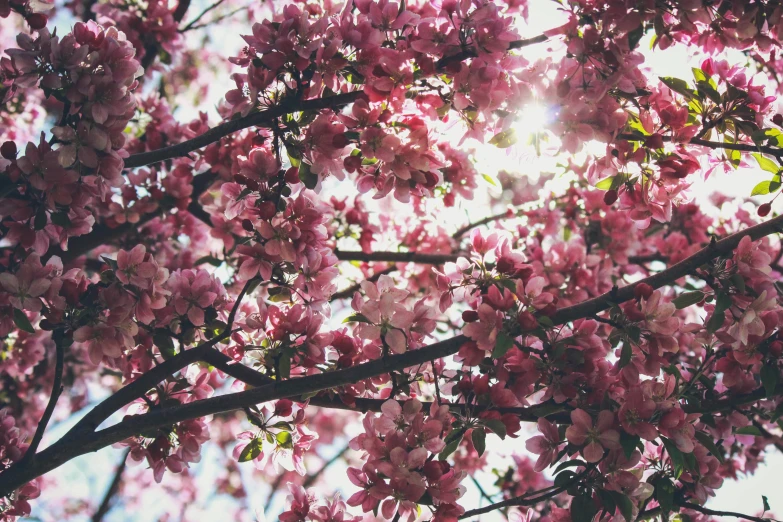 close up of pink flowers on tree with sky in background