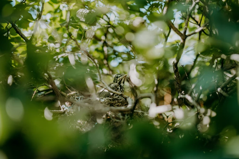 small bird sitting in a tree looking around