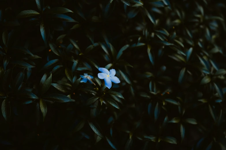 a small flower is shown in the dark