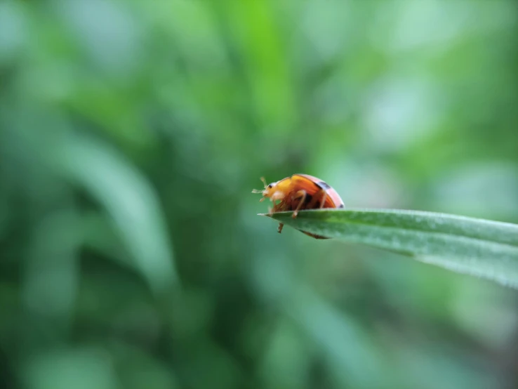 a lady bug sitting on a leaf in the sunlight