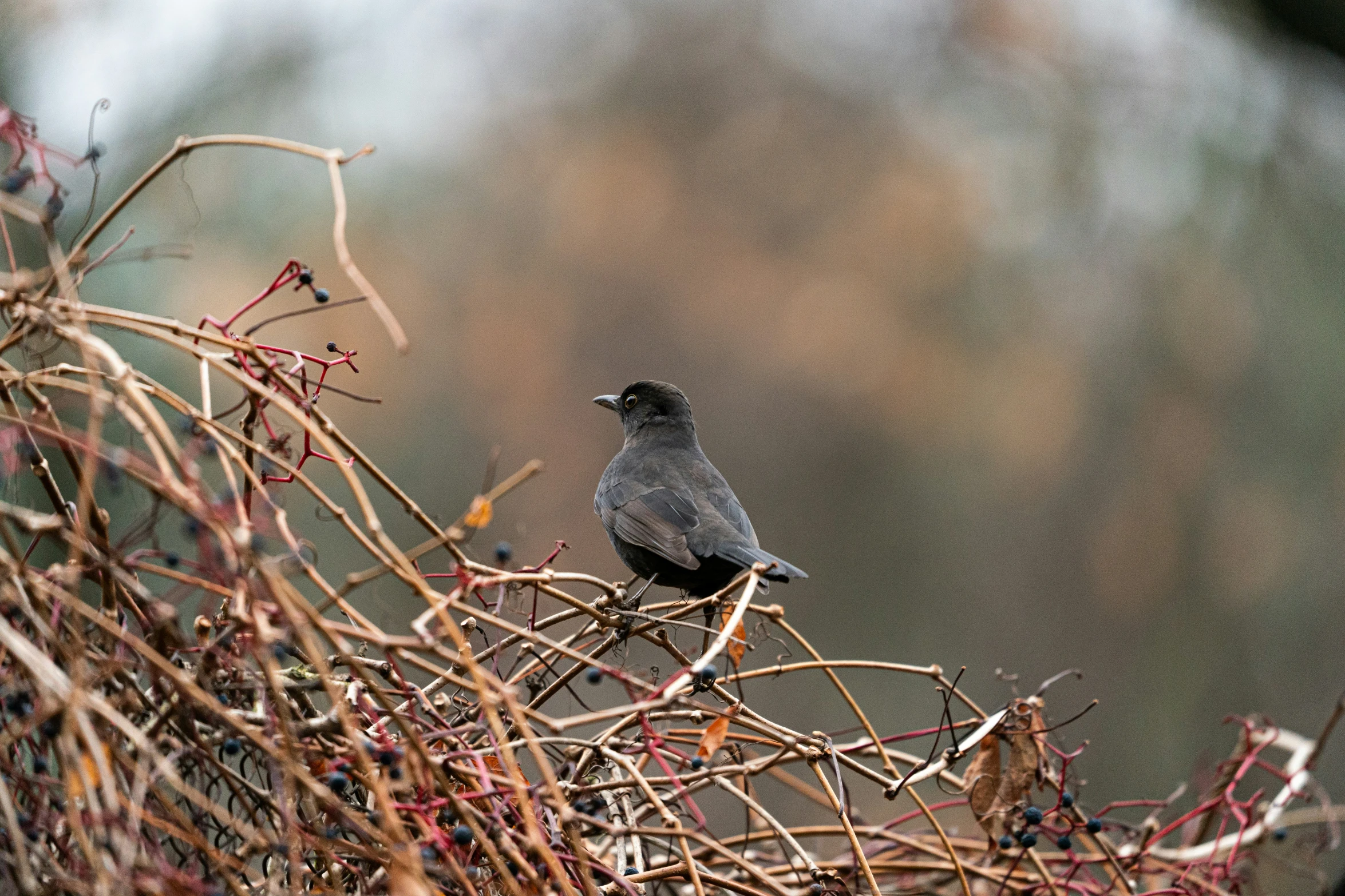 a small gray bird sits on a brown nch