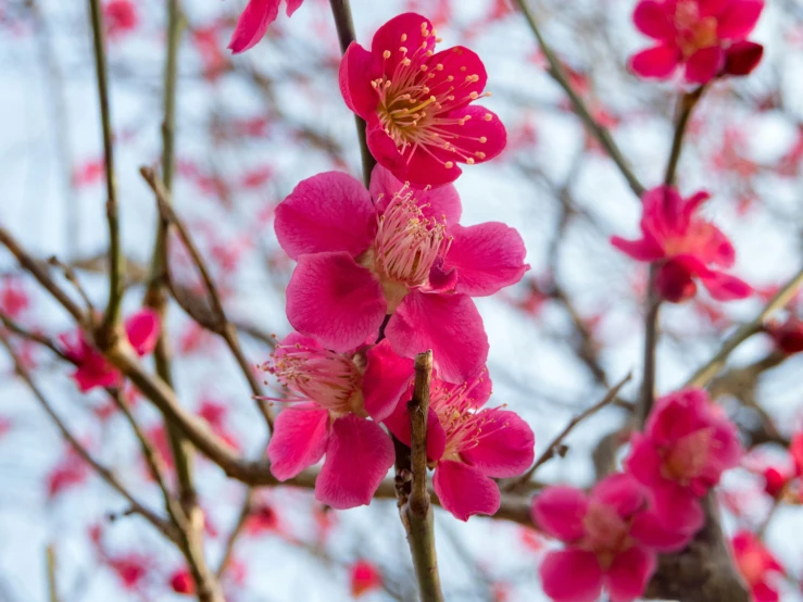 pink flowers are blooming on the nches