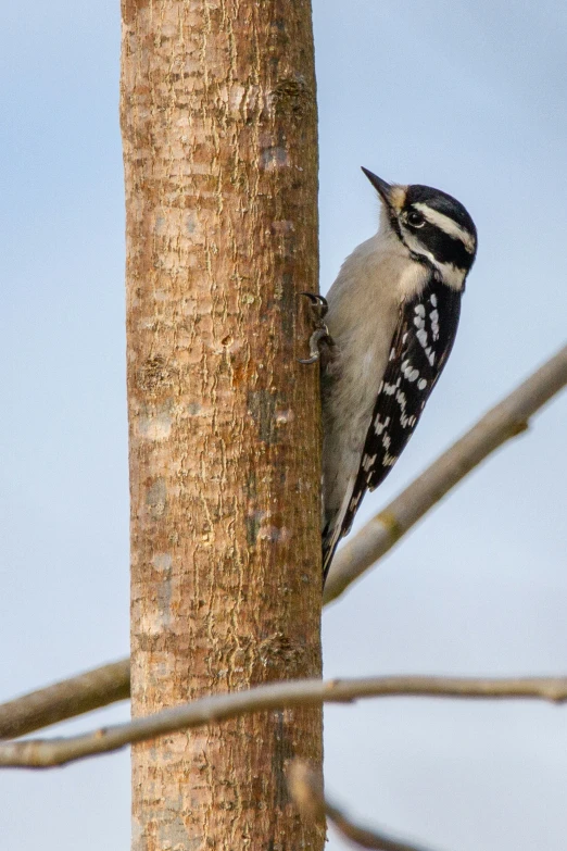 a black and white bird sitting on the side of a tree