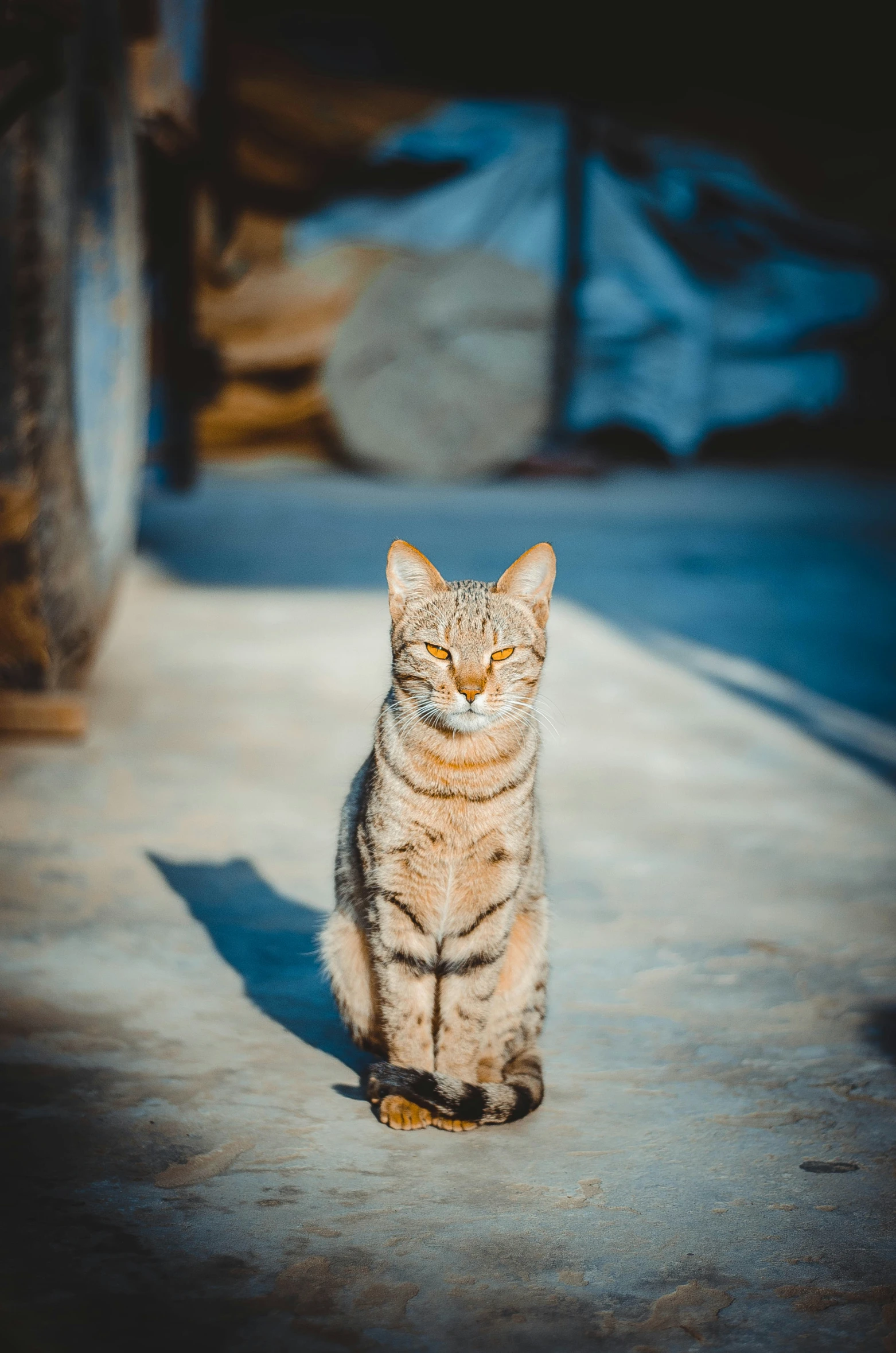 a cat is sitting in the street next to a tire