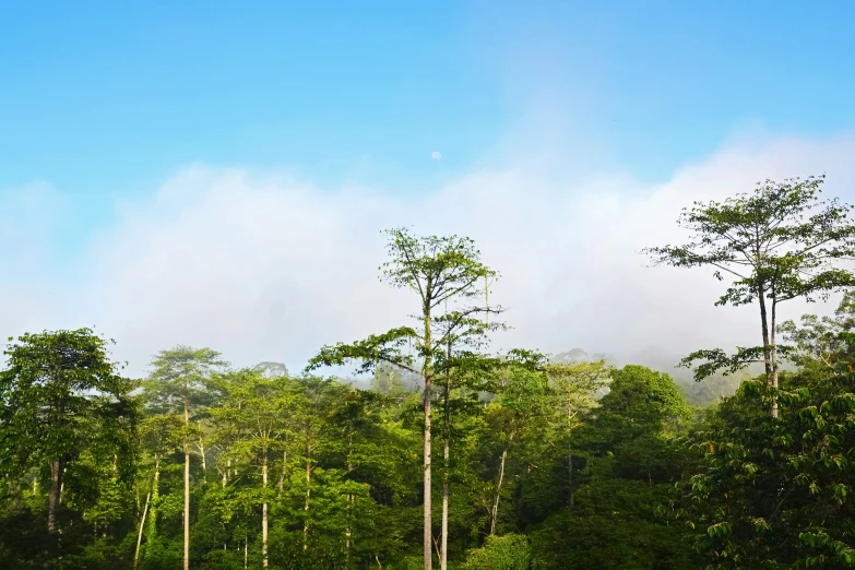 an elephant that is walking around some trees