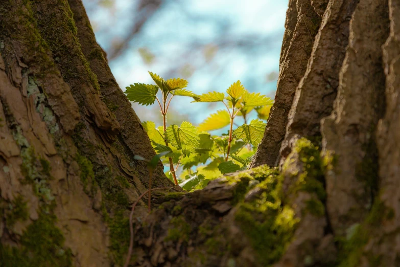 a close up of a small tree trunk and leaves