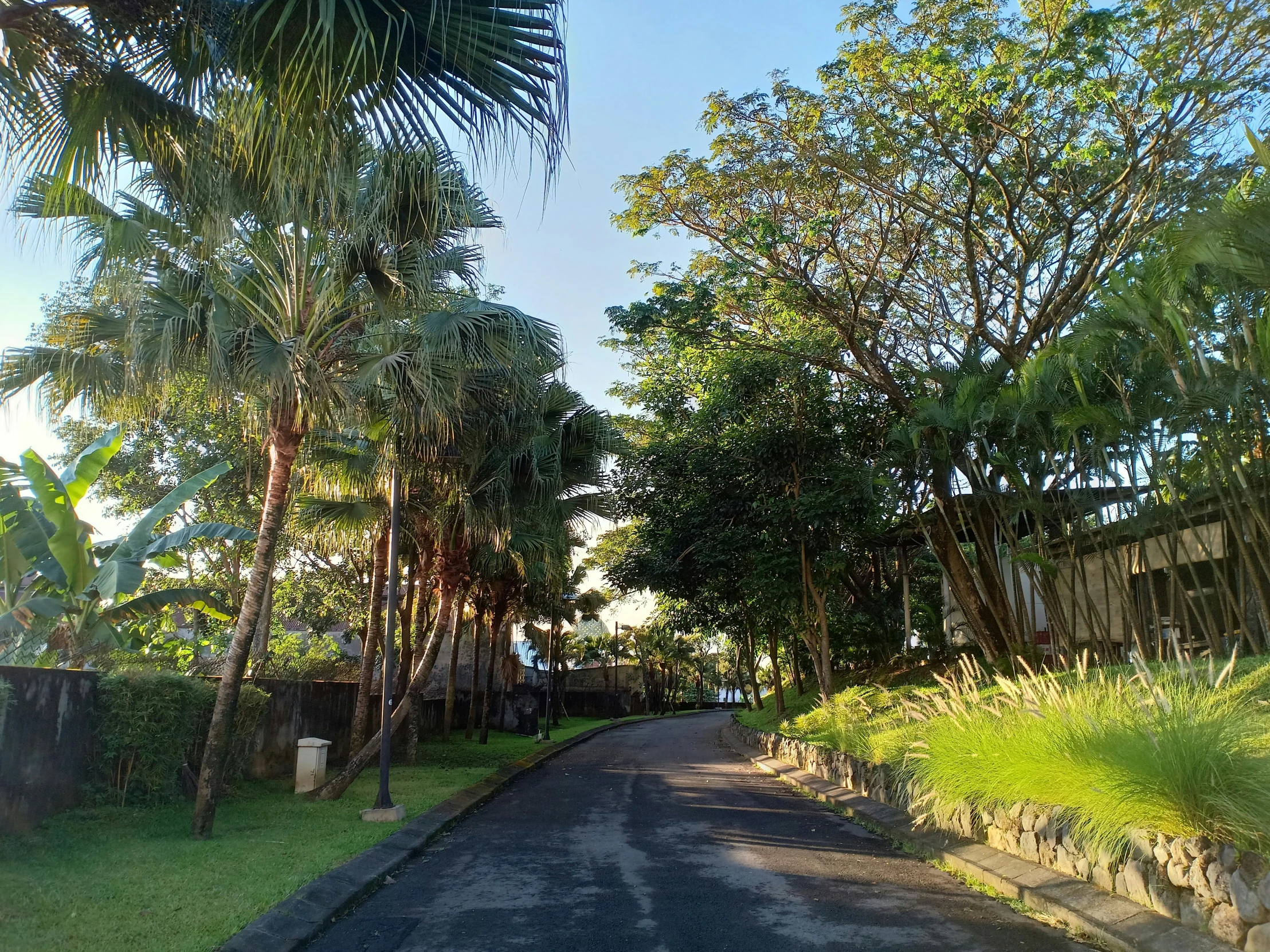 a street lined with trees and small bushes