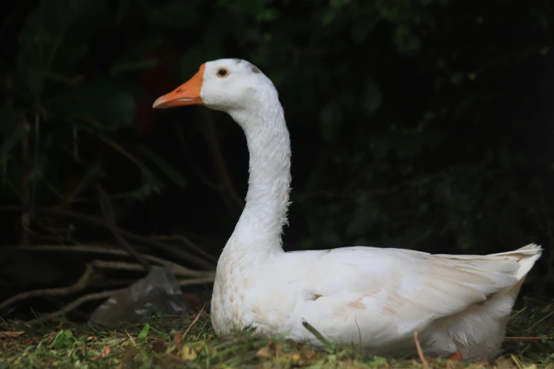 a close up of a duck laying in the grass