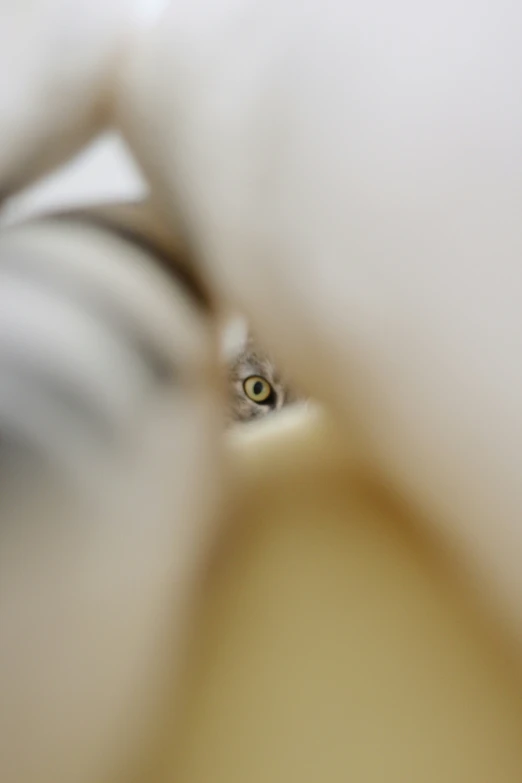 the eye of an elephant seen through the fabric of an animal skin