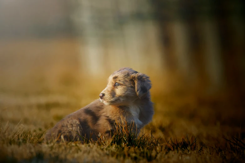 a furry brown animal sitting in the grass