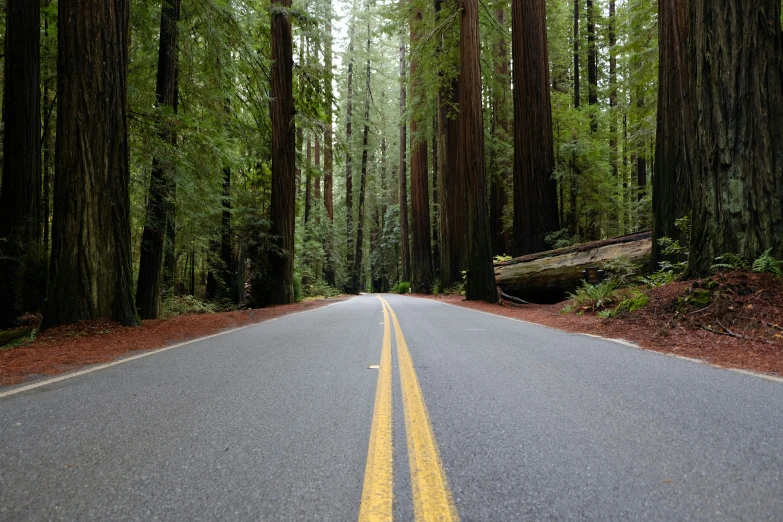 an image of an empty road in the forest