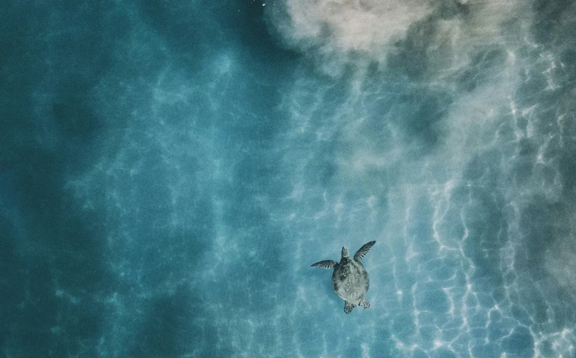 a sea turtle in flight from above