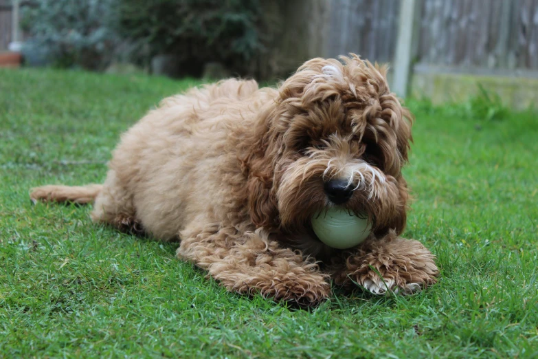 the little dog lies on a lawn with its toy in its mouth