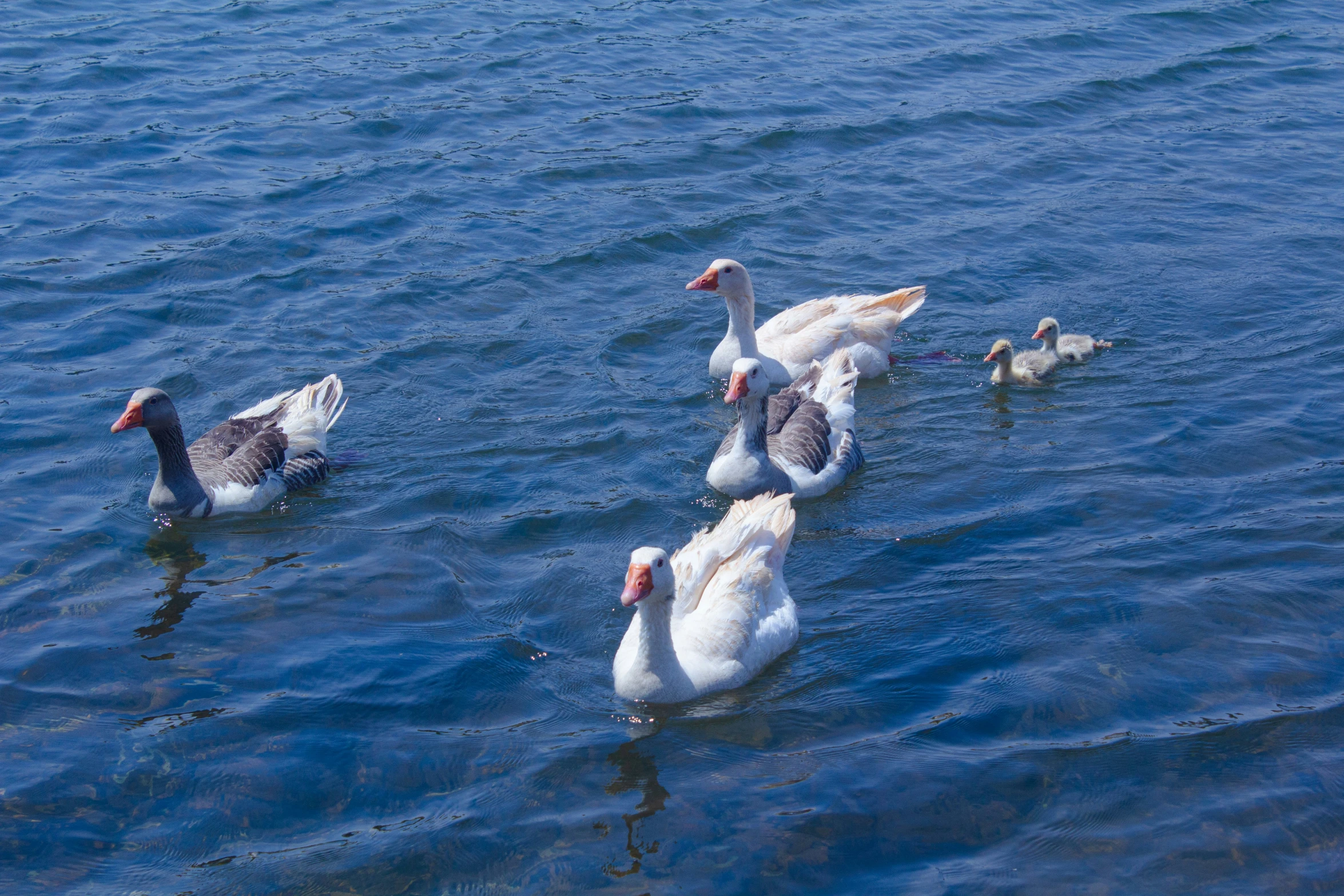 three ducks swimming in the lake and other ducks sitting on the water