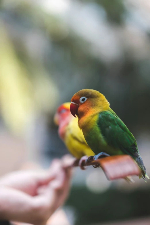 a small yellow and green parrot perched on a piece of pink fruit