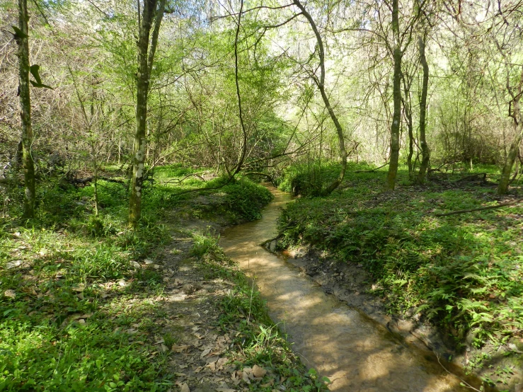 a stream flows through a green forest filled with grass