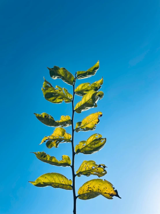 an orange flower stands out against the sky