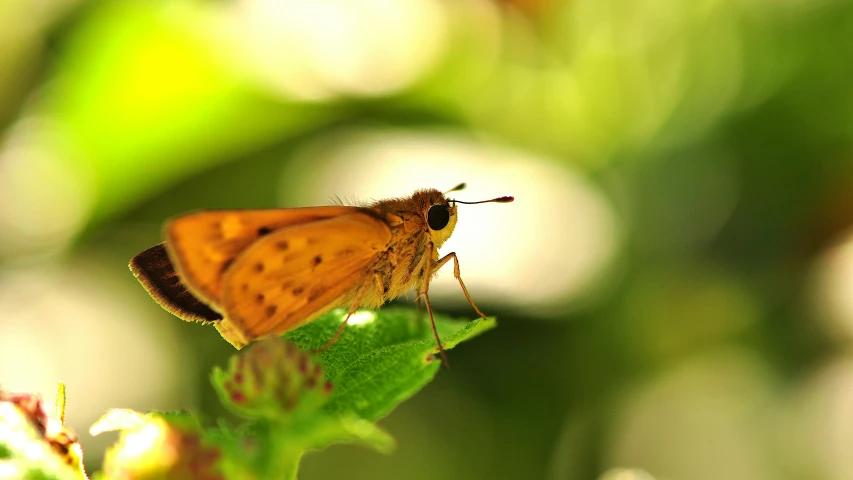 a small orange erfly with brown spots on its wings