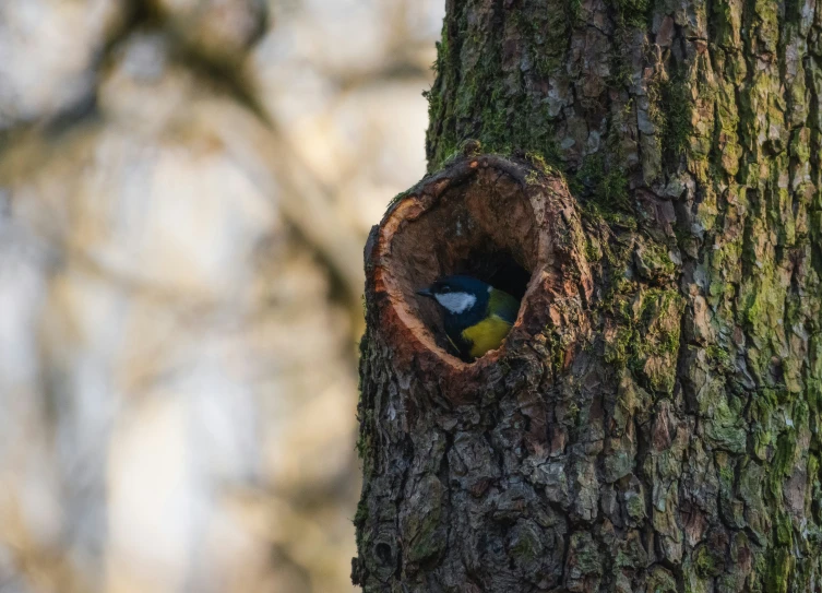 a bird nest in a tree with a blue patch